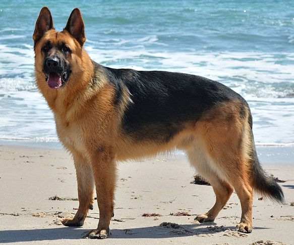 german shepherd image